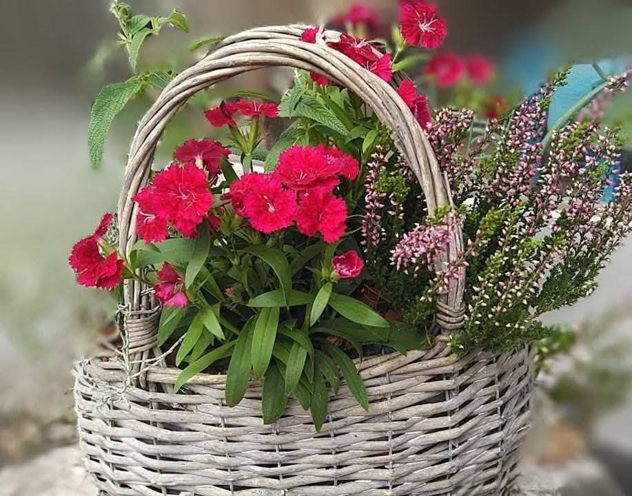 ナデシコを使ったバスケットの生花寄せ植え